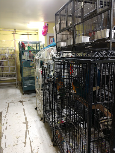 Parrot Cabana - Thumbnail