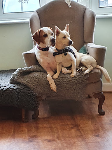 Dynamic pets - Visual