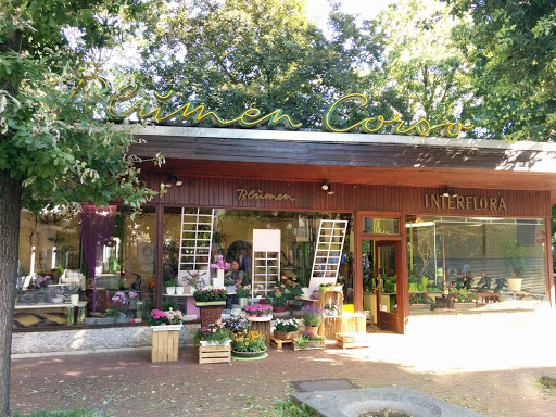 Blumen-Corso - Visual