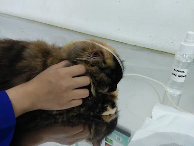 Photos of Petlove Center