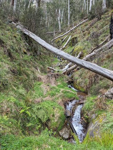 Bluff Walking Track - Thumbnail