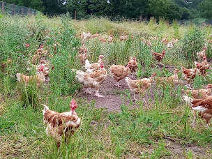 Photo n°39 de La ferme de penhaudan (poulets,oeufs, agneaux) à Pont-Scorff (Ferme d'élevage)