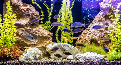 Aquatic Systems Consultants - Thumbnail