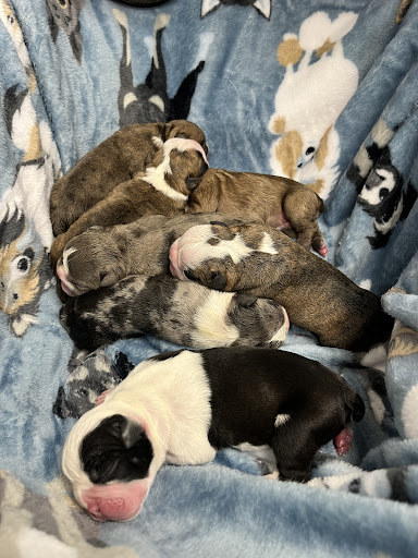 Bellevue Value Pet Clinic - Thumbnail