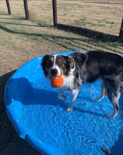 Happy Tails Boarding, LLC - Thumbnail