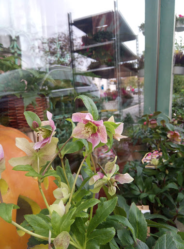 Blumenhaus Bieber Inh. Gudrun Goos - Thumbnail
