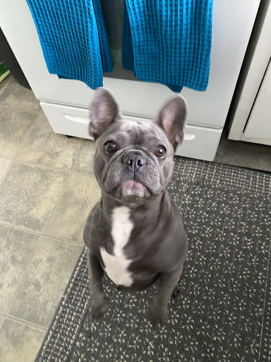 Pet Concierge By The Sea LLC Gallery - United States