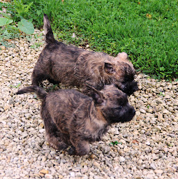 Photo n°29 de La Pouponnerie à Virey-sous-Bar (Toiletteur)