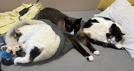South Fork Veterinary Clinic - Thumbnail