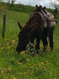 Photo n°3 de Tatâne randonnée en âne bâté à Saint-Julien-Chapteuil (Agence de voyages)