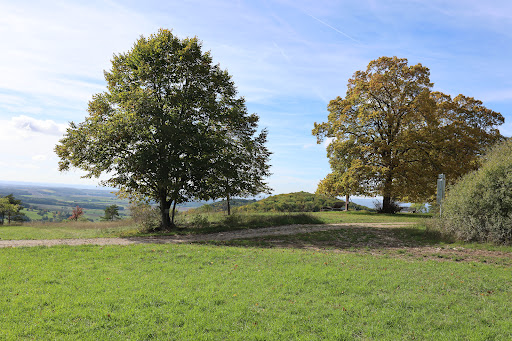 Küpser Linde - Visual