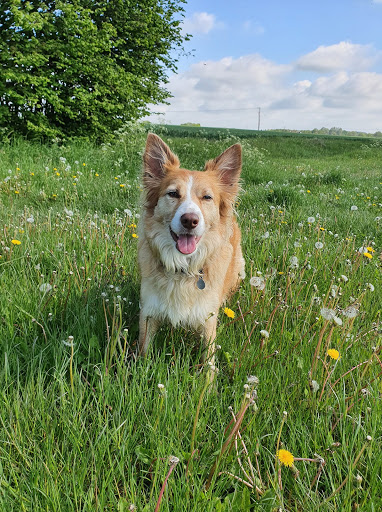 Coggeshall Pet Sitting Service - Thumbnail