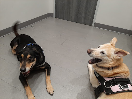 Fur & Feather veterinary hospital