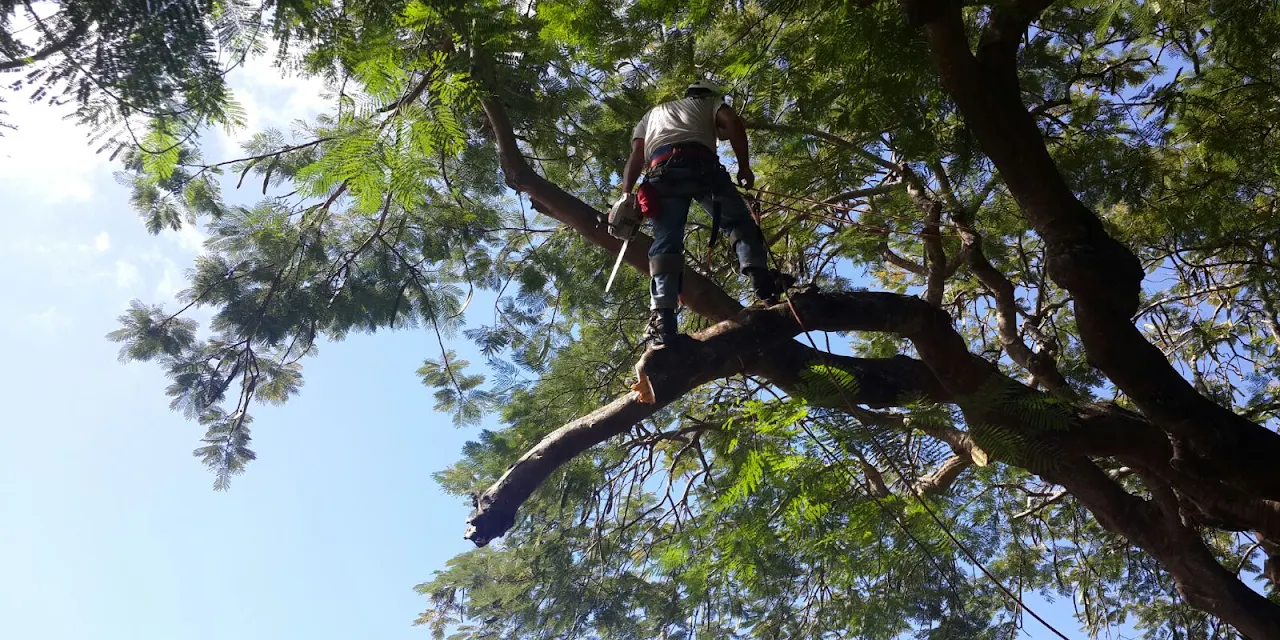 Boynton Beach Tree Service
