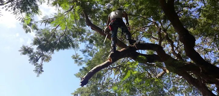 Boynton Beach Tree Service