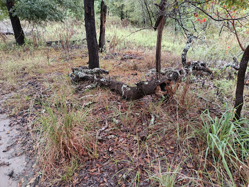 Lake Somerville Trailway (Nails Creek Trailhead) - Thumbnail
