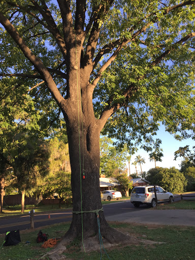 Next Generation Tree Care