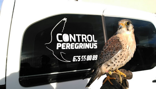 Control Peregrinus - Thumbnail