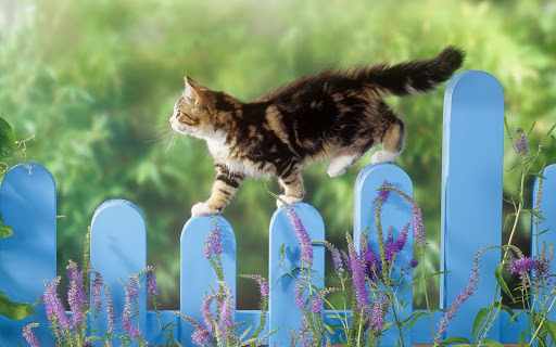 Collegeville Cat Clinic Logo