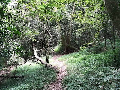 Photos of Dlinza Forest Nature Reserve