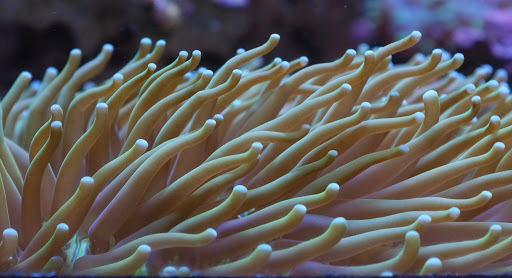 Peninsula Aquatics - Visual