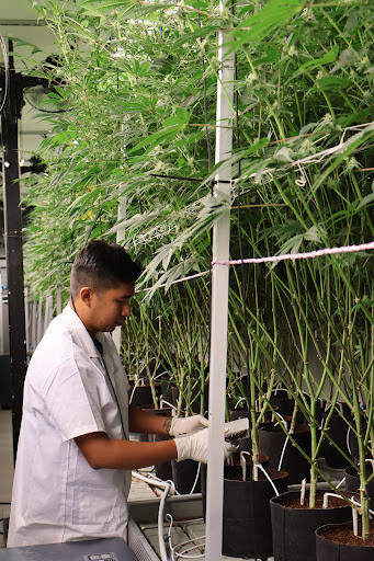Aweed Lamai