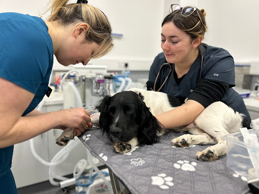 Claro Hill Vets - Thumbnail