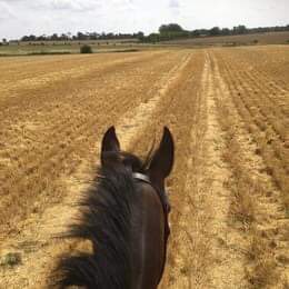 Spring Hall Farm & Equestrian Centre - Thumbnail