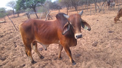 Photos of Mabulskop