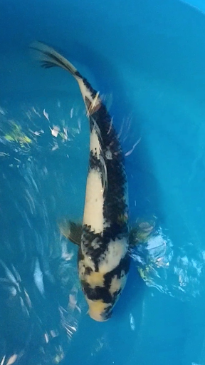 Uyeda Koi - Thumbnail