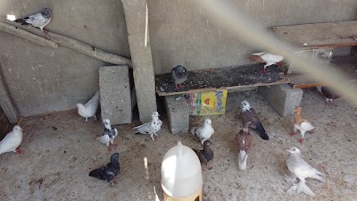 Photos of انترنت قلات