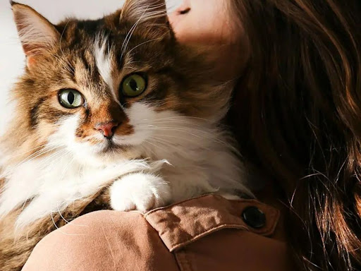 Lotus Veterinary Alternatives - Thumbnail
