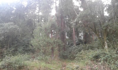 park