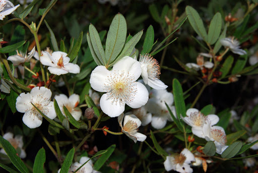 Tasmanian Arboretum