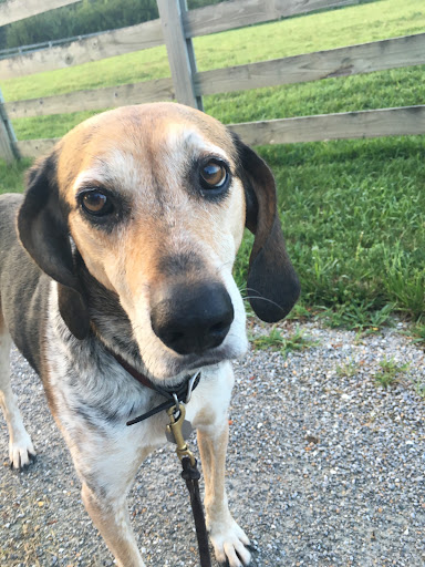 Lucky Dog Paws, LLC. Dog Boarding Service - Thumbnail