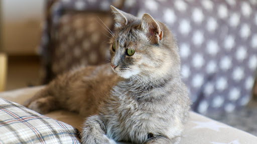 Il Borgatto - Visual