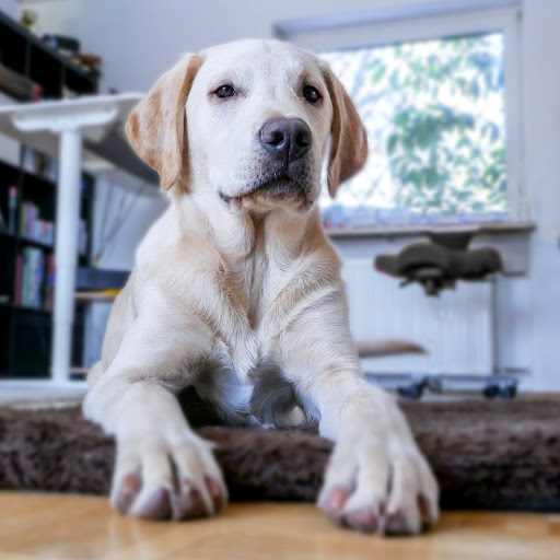 Severn Edge Vets - Bridgnorth - Thumbnail