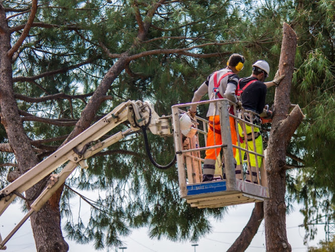B & B Tree Service work photo 1