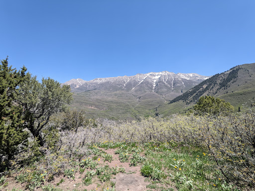 Brush Mountain - Visual