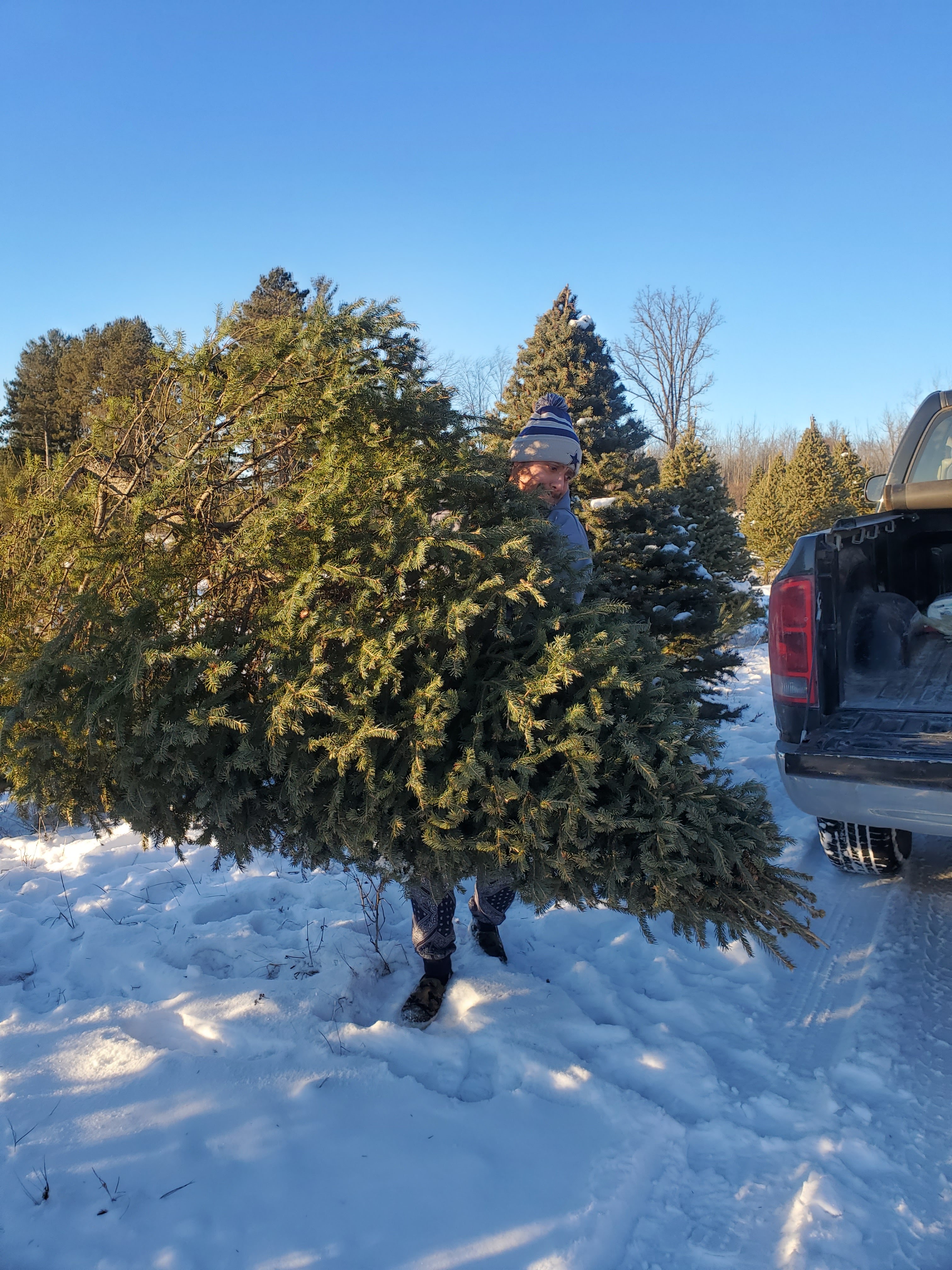 Wegner's Tree Farm