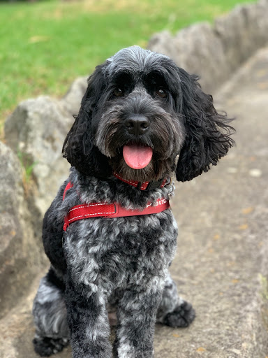 Mimi's Dog Village - Thumbnail