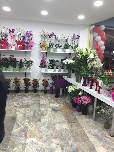 Photos of ADA &Ccedil;İ&Ccedil;EK&Ccedil;İLİK