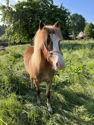 Madlen‘s Ponyreiten - Thumbnail