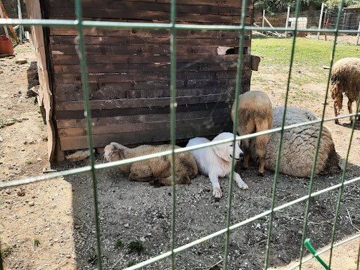 Fattoria dell'Oasi - Thumbnail
