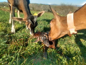 Photo n°2 de La Fenadou à Le Cayrol (Ferme bio)