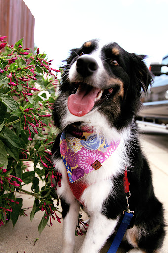 Calimo Bandanas