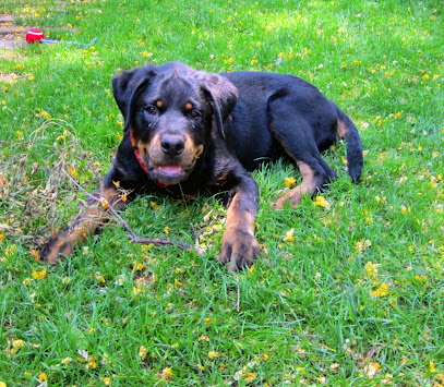 Dogs to Heal Dog training and behaviour