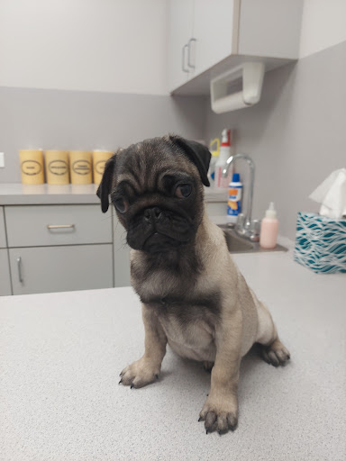 Wellborn Road Veterinary Medical Center - Thumbnail