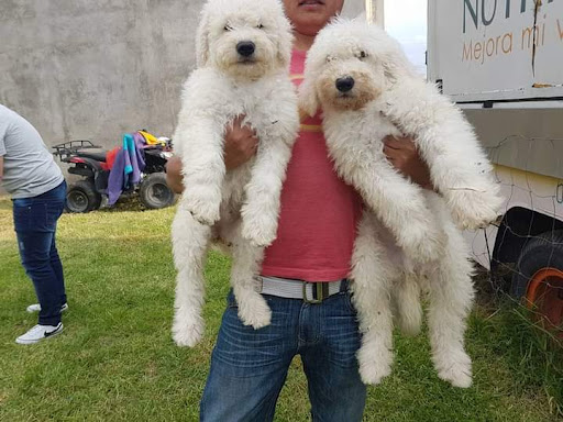 Ruffo's camp Pensión canina