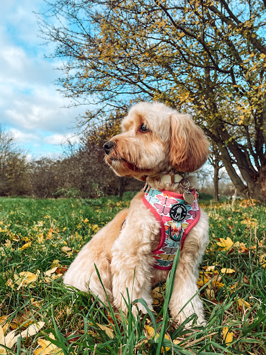 Dotty Lottie